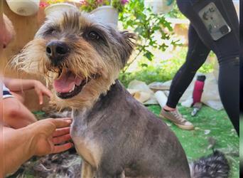 Rebeca - zauberhafte Schnauzerhündin sucht liebevolles Zuhause