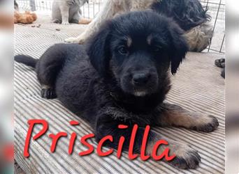 Unsere süße Priscilla