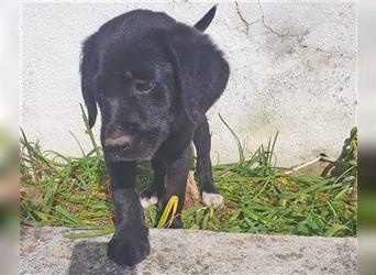 LUNA-kleines Hundemädchen voller Lebensfreude und Neugier-sucht ihre Familie