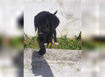 LUNA-kleines Hundemädchen voller Lebensfreude und Neugier-sucht ihre Familie
