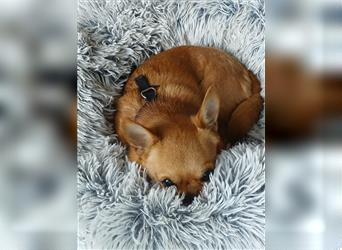 Chihuahua, der neues Zuhause sucht