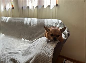 Chihuahua, der neues Zuhause sucht