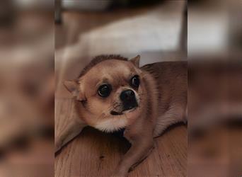 Chihuahua, der neues Zuhause sucht