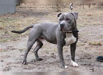 Timba, Staffordshire Bullterrier-Pitbull-Mix, geb. 2022, freundlicher und witziger Bulli-Bube