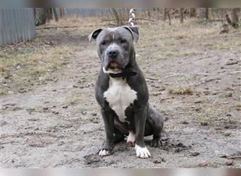 Timba, Staffordshire Bullterrier-Pitbull-Mix, geb. 2022, freundlicher und witziger Bulli-Bube