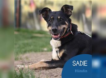 Liebevolle Sadie sucht ihr Zuhause