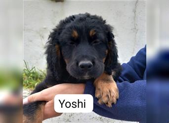 YOSHI-kleiner Welpe voller Lebensfreude und Neugier, aufgeschlossen und verschmust