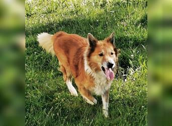 Benji, Collie Mischling, geb. 2013, liebenswerter Senior sucht seine Familie