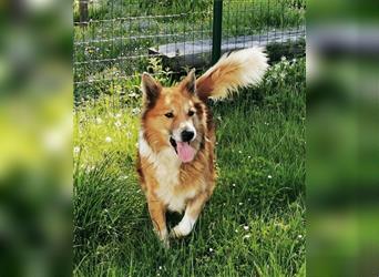 Benji, Collie Mischling, geb. 2013, liebenswerter Senior sucht seine Familie