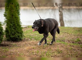Der sechsjährige Labrador-Mischling Cher sucht ein Zuhause.