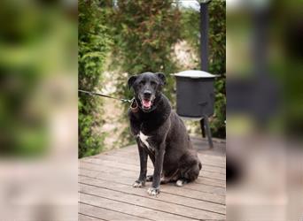 Der sechsjährige Labrador-Mischling Cher sucht ein Zuhause.