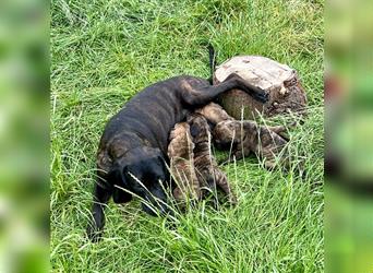 4 reinrassige Hannoversche Schweißhundwelpen