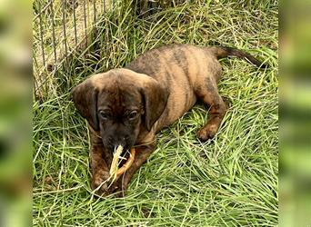 4 reinrassige Hannoversche Schweißhundwelpen