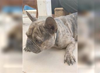 ENANO - Liebhaber für Franz. Bulldoggen gesucht