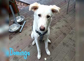 Domingo 03/2023 - gut erzogener Junghund wartet auf PS bei einer Hundetrainerin!