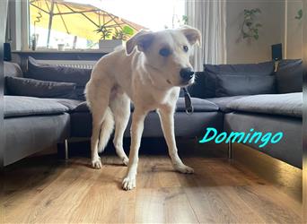Domingo 03/2023 - gut erzogener Junghund wartet auf PS bei einer Hundetrainerin!