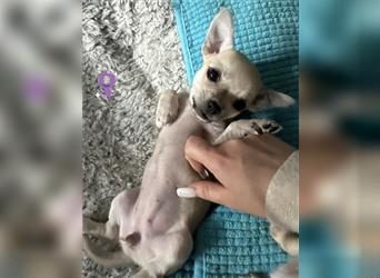 Chihuahua Welpen in liebevolle Hände abzugeben