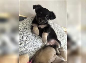 Chihuahua Welpen in liebevolle Hände abzugeben