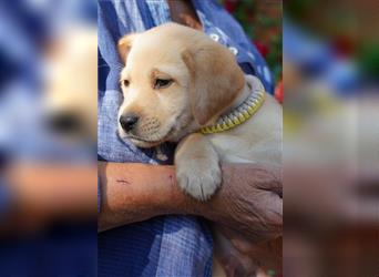 Labradorwelpen Creme aus professioneller Zucht