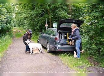 Labradorwelpen Creme aus professioneller Zucht