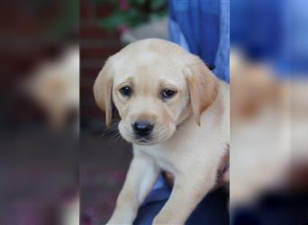 Labradorwelpen Creme aus professioneller Zucht