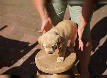 Labradorwelpen Creme aus professioneller Zucht