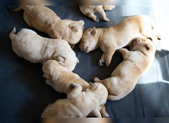 Labradorwelpen Creme aus professioneller Zucht