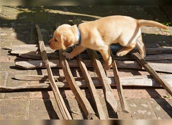 Labradorwelpen Creme aus professioneller Zucht