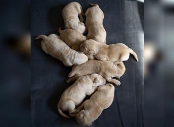 Labradorwelpen Creme aus professioneller Zucht