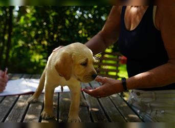 Labradorwelpen Creme aus professioneller Zucht