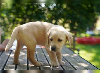 Labradorwelpen Creme aus professioneller Zucht