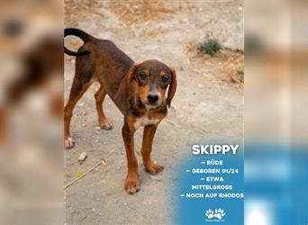 Skippy sucht sein zu Hause!❤️