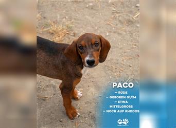 Paco sucht sein zu Hause!❤️