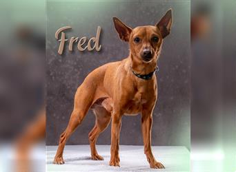 Fred – lieb und ausgeglichen