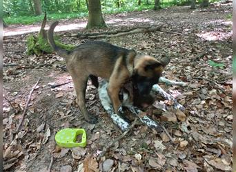 Unsere kleine hündin sucht ein neues schönes Zuhause.