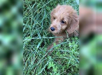 Mini Goldendoodle suchen liebevolles Zuhause