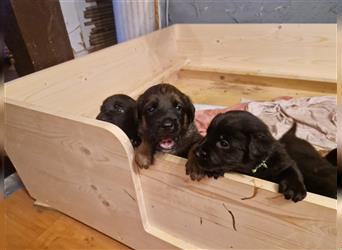 Süße Labrador-Schäferhund-Mischlingswelpen zu verkaufen!