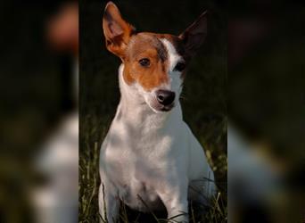 Jack Russell Terrier Welpe, 1 Rüde, 1 Hündin, reinrassig zu verkaufen