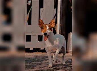 Jack Russell Terrier Welpe, 1 Rüde, reinrassig zu verkaufen
