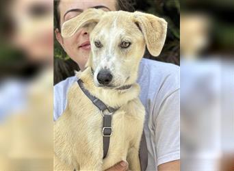 Toller Junghund Mokey sucht Zuhause- auf Pflegestelle in Brüggen