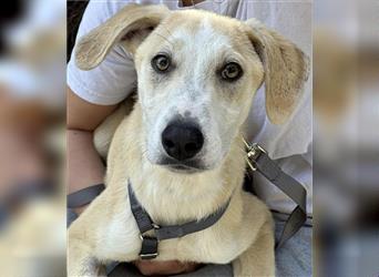 Toller Junghund Mokey sucht Zuhause- auf Pflegestelle in Brüggen