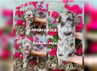 Labradoodle und Goldendoodle Mini/ Medium Welpen in verschiedenen Farben