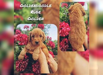 Labradoodle und Goldendoodle Mini/ Medium Welpen in verschiedenen Farben