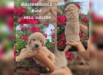 Labradoodle und Goldendoodle Mini/ Medium Welpen in verschiedenen Farben