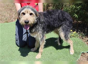 Bruce, Mix Schnauzer / Tibet Terrier, lieb und verträglich