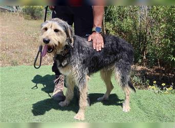 Bruce, Mix Schnauzer / Tibet Terrier, lieb und verträglich