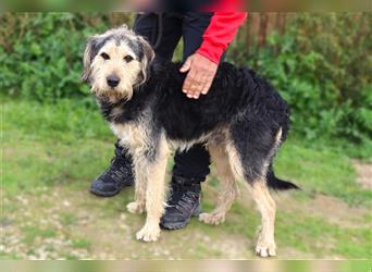 Bruce, Mix Schnauzer / Tibet Terrier, lieb und verträglich