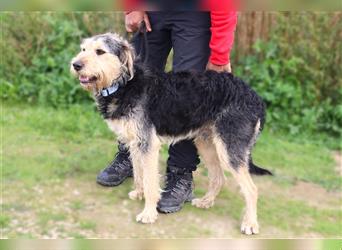 Bruce, Mix Schnauzer / Tibet Terrier, lieb und verträglich