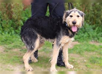 Bruce, Mix Schnauzer / Tibet Terrier, lieb und verträglich