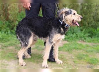 Bruce, Mix Schnauzer / Tibet Terrier, lieb und verträglich